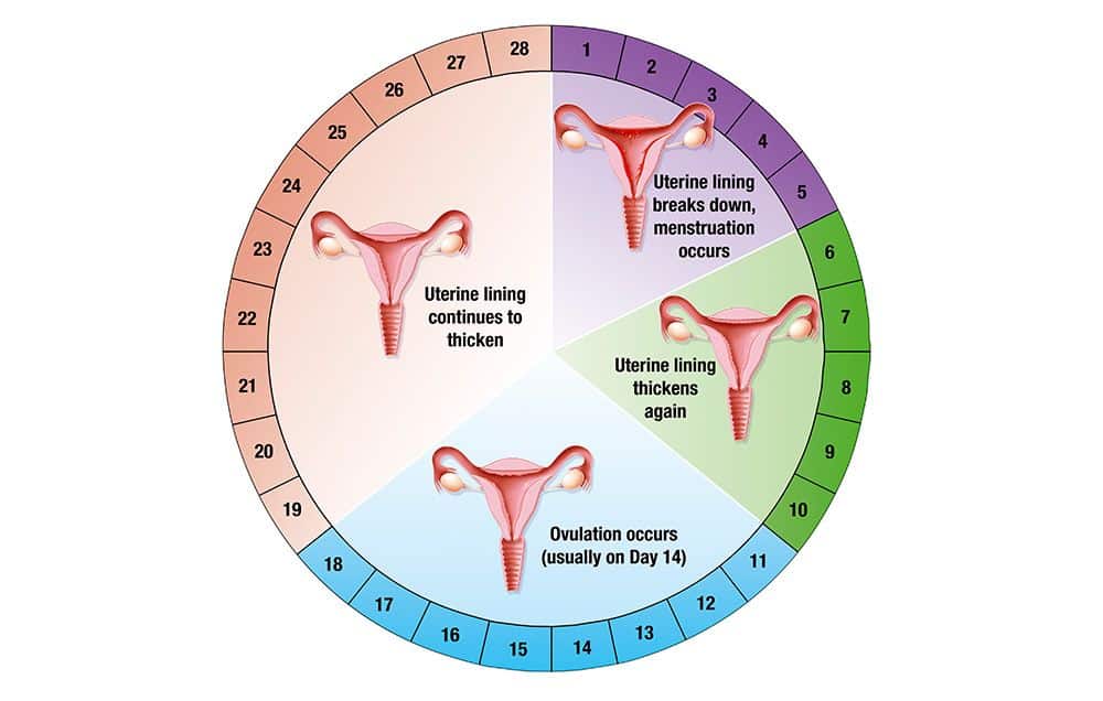 How To Lose Weight During Periods Without Exercise How To Lose Weight During Periods Without Exercise