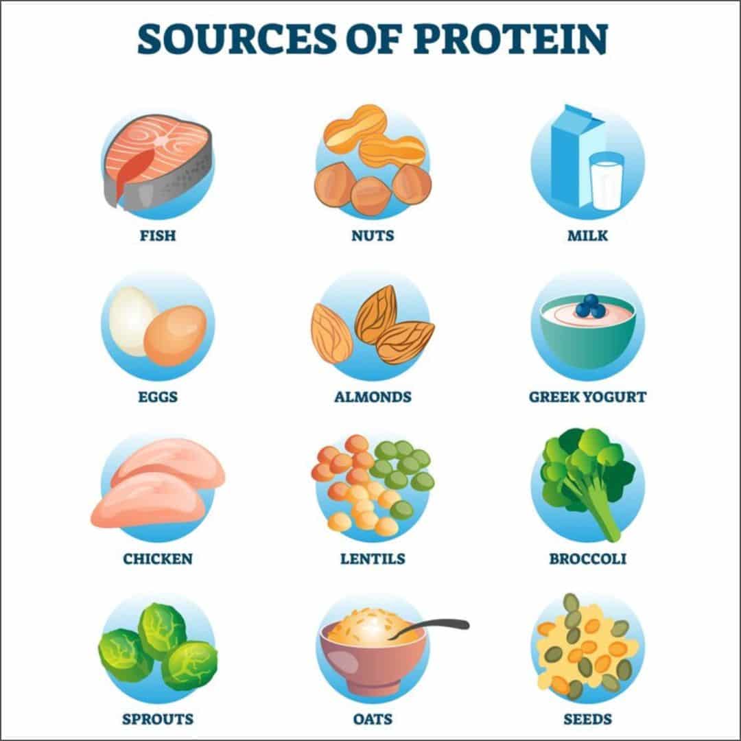 Protein For Weight Management