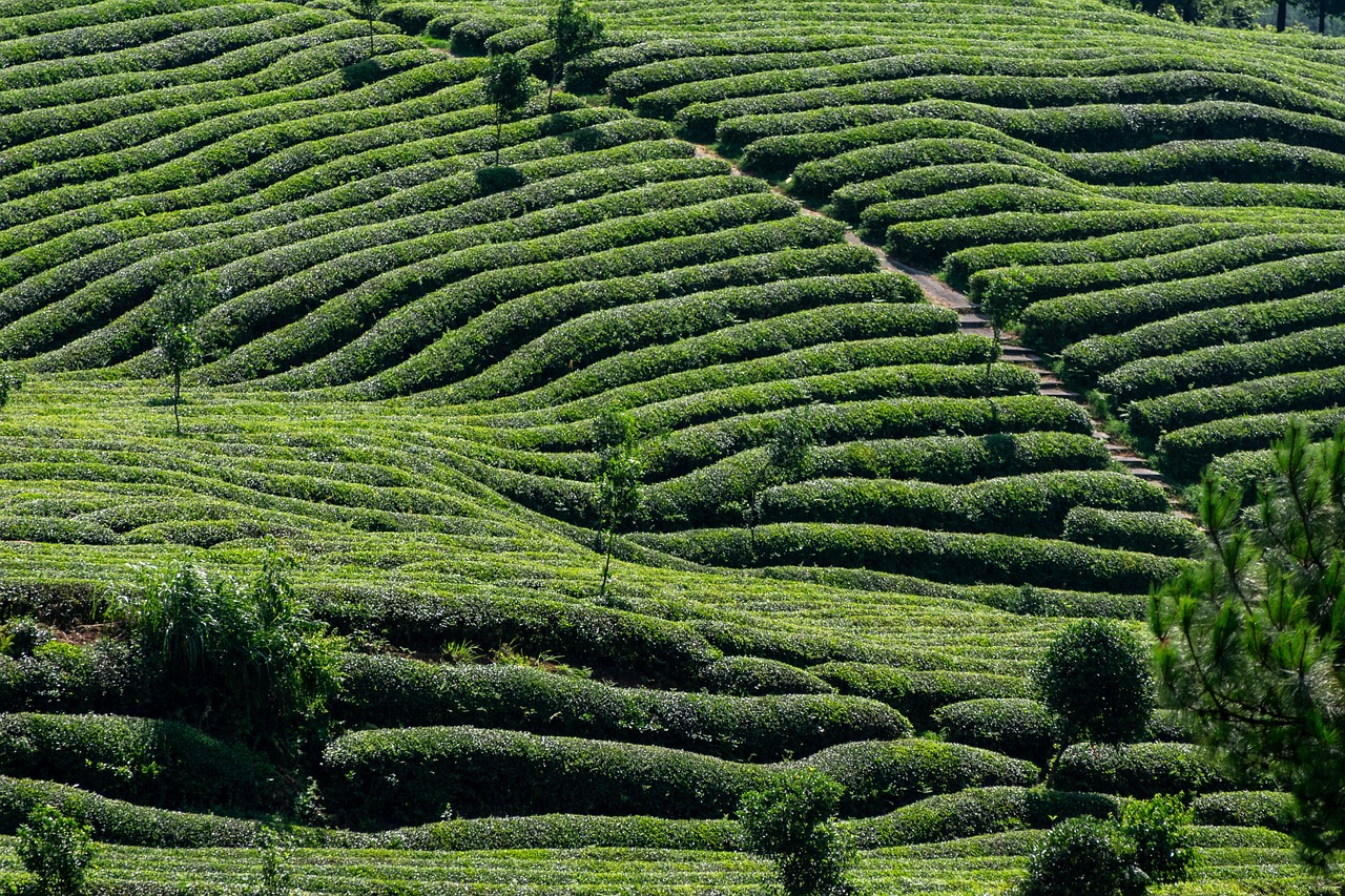 The Best Time to Drink Green Tea for Weight Loss