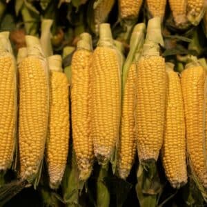 Photo Vitamin B12 ampoules