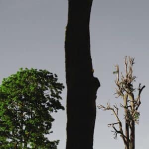 Photo Before and After