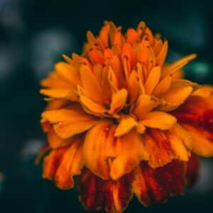 Photo Before and After