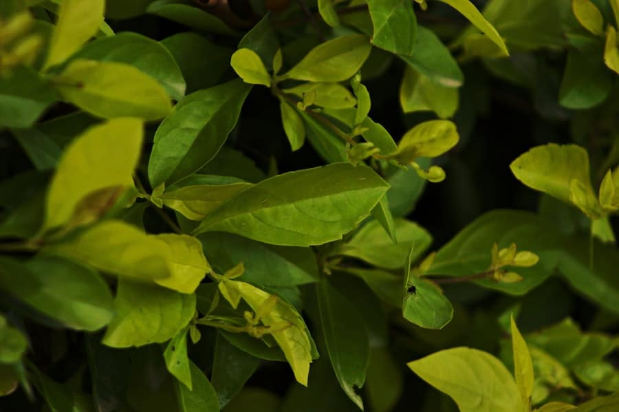 Green tea leaves