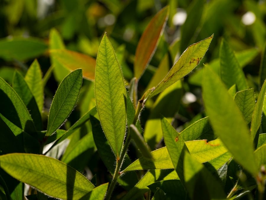 Green tea leaves
