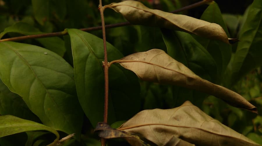 Green tea leaves