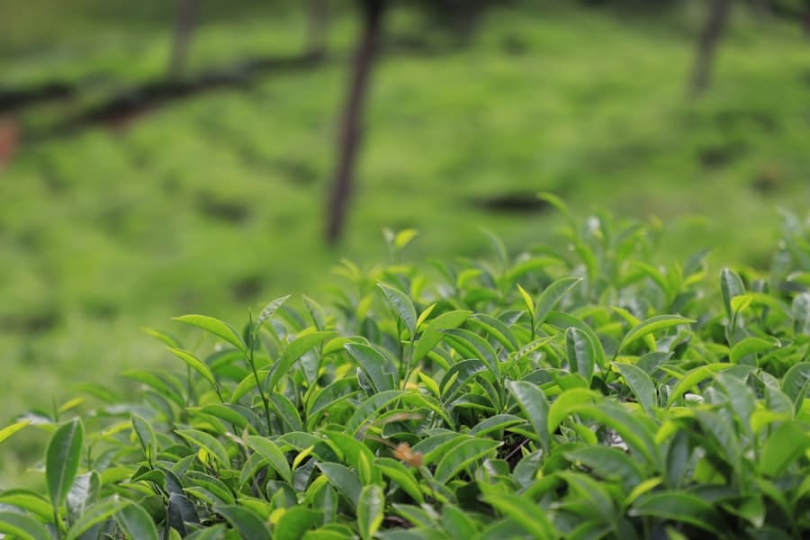 Green tea leaves