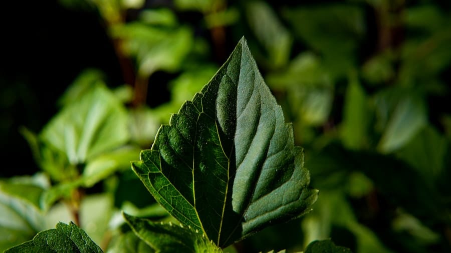 Green tea leaves