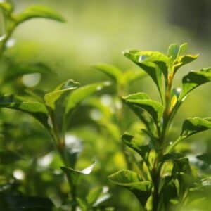 Photo Green tea leaves