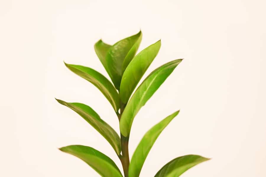 Photo Green tea bag