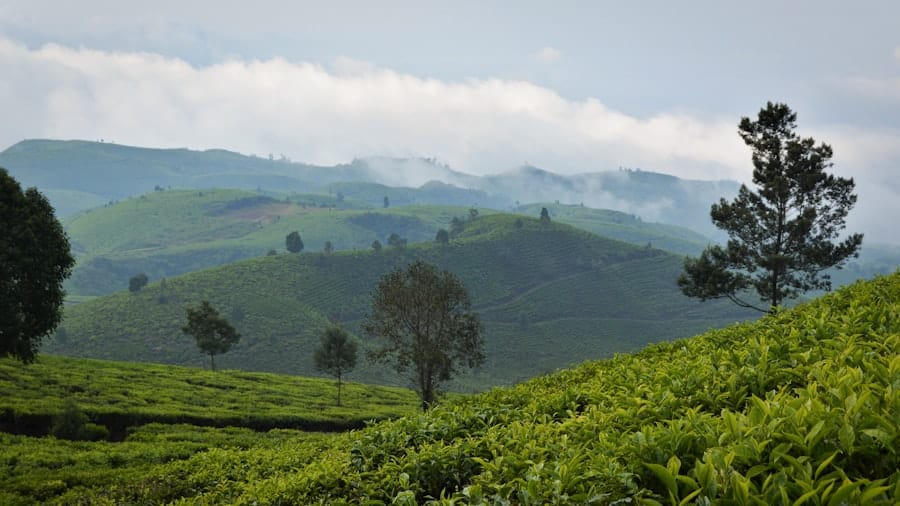 Photo Green tea leaves