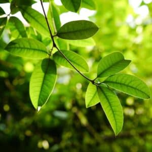 Photo Green tea leaves