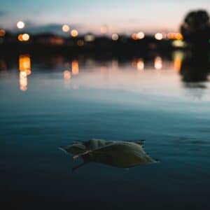 Photo Green tea leaves