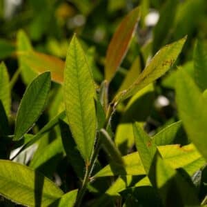 Photo Green tea leaves