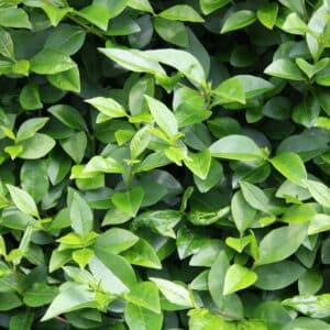 Photo Green tea leaves