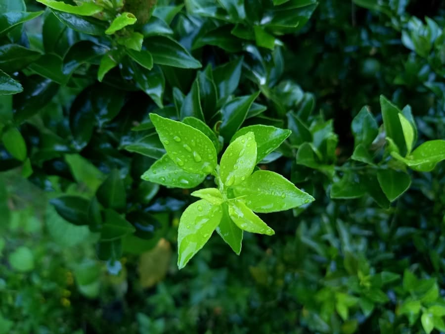 Photo Green tea leaves