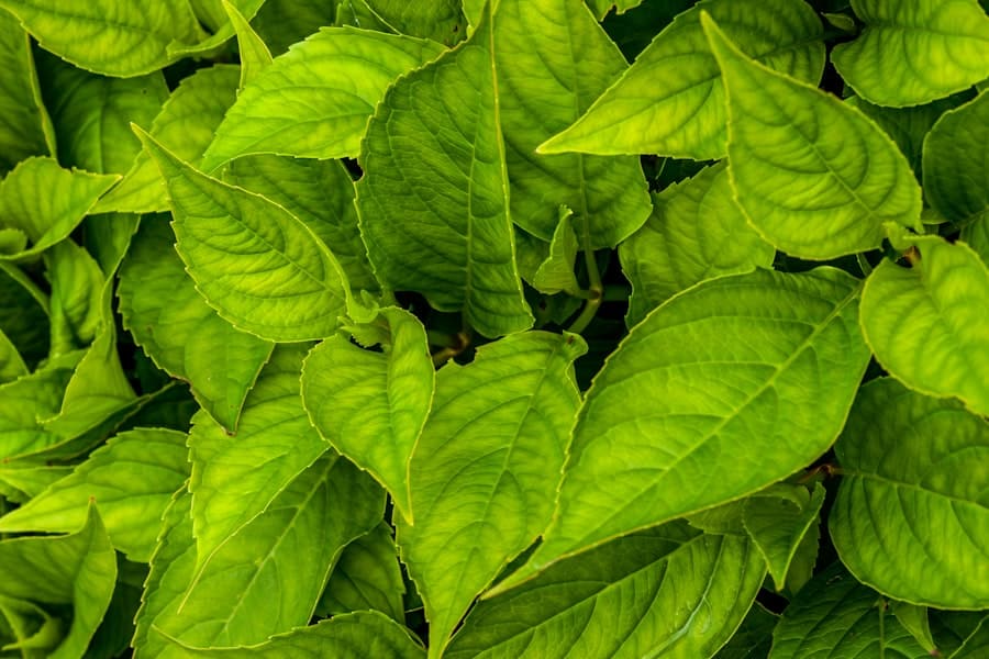 Photo Green tea leaves
