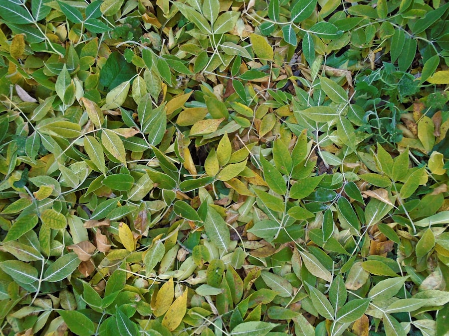 Photo Green tea leaves