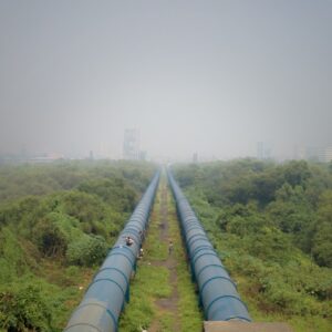 Photo Tulsi (Holy Basil)