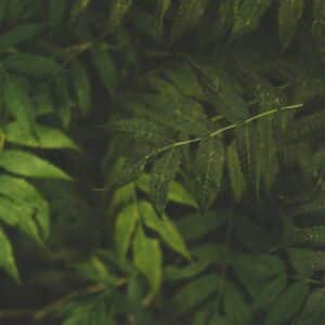 Photo Ayurvedic Solutions