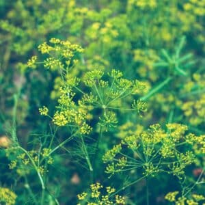 Photo Ayurvedic Herbs